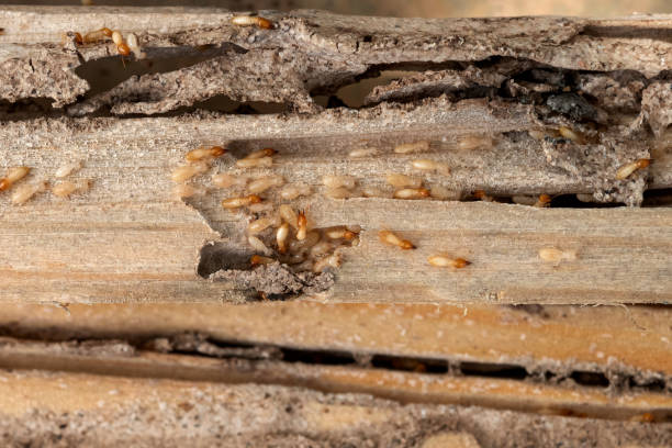 Best Mosquito Control Services  in Kermit, TX